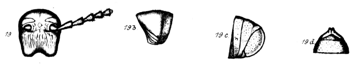 Original description figs. Alloporus gyrifrons Porat, 1894