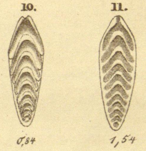 Frondicularia securiformis Burbach, 1886 Frondicularia securiformis Burbach, 1886