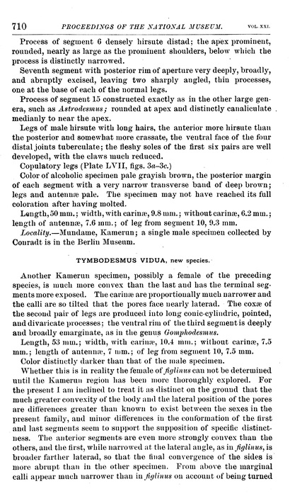 Origional description p. 710 Tymbodesmus vidua Cook, 1899