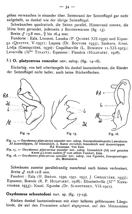 Original description p. 34 Oxydesmus schoutedeni Attems, 1937