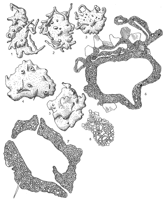Astrammina limnicola Hofker, 1972 Astrammina limnicola Hofker, 1972