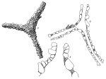 Rhabdammina agglutissima Hofker, 1972