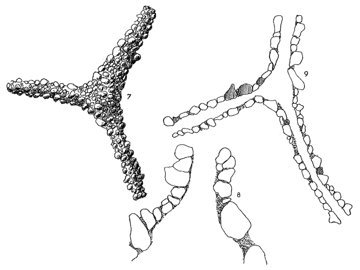 Rhabdammina agglutissima Hofker, 1972 Rhabdammina agglutissima Hofker, 1972
