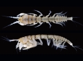Carpoapseudes spinigena Bamber, 2007