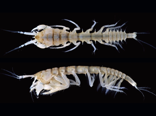 Carpoapseudes spinigena Bamber, 2007