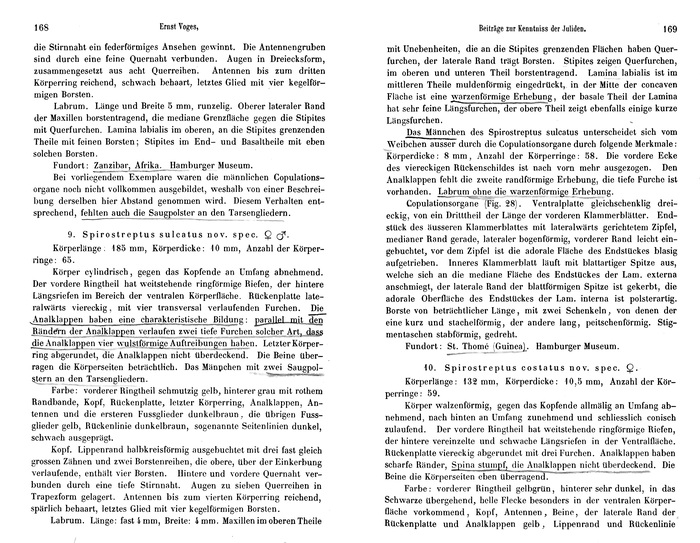 Original description p. 168-169 Spirostreptus sulcatus Voges, 1878 Original description p. 168-169 Spirostreptus sulcatus Voges, 1878