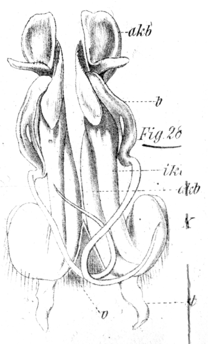 Original description fig. 28 Spirostreptus sulcatus Voges, 1878 Original description fig. 28 Spirostreptus sulcatus Voges, 1878