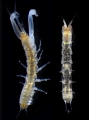 Chondrochelia sublitoralis Sato, Arakawa, & Kakui, 2023