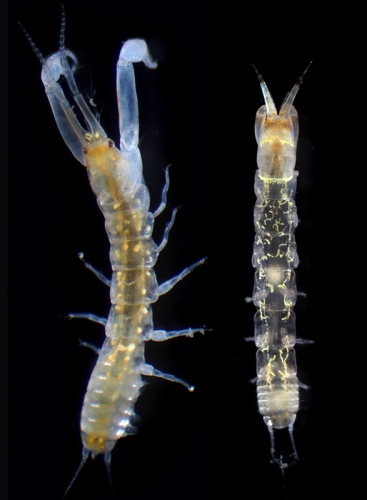 Chondrochelia sublitoralis Sato, Arakawa, &amp; Kakui, 2023