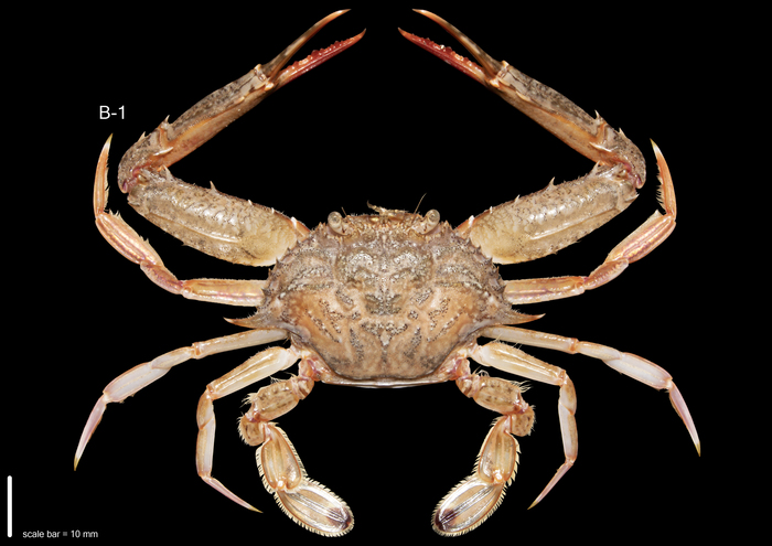 Achelous hastatus (Linnaeus, 1767)