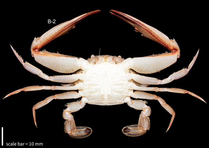 Achelous hastatus (Linnaeus, 1767)