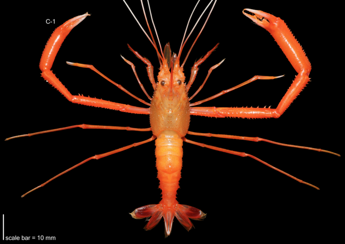 Confirmed Occurrence and Morphological Documentation of Stenopus spinosus (Risso, 1827), from Tenerife, Canary Islands