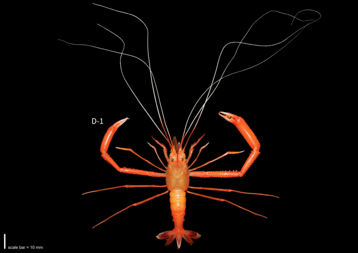Confirmed Occurrence and Morphological Documentation of Stenopus spinosus (Risso, 1827), from Tenerife, Canary Islands
