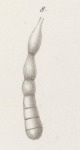 Dentalina perversa Neugeboren, 1856