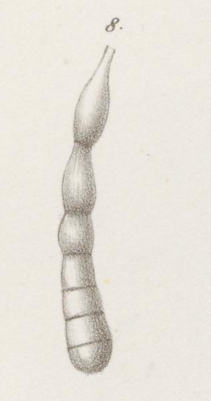 Dentalina perversa Neugeboren, 1856 Dentalina perversa Neugeboren, 1856