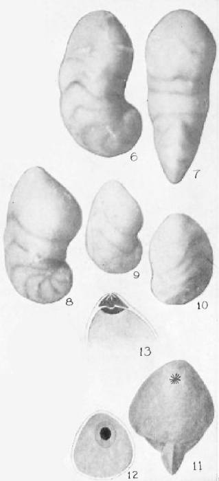 Cristellaria beali Cushman, 1925 Cristellaria beali Cushman, 1925