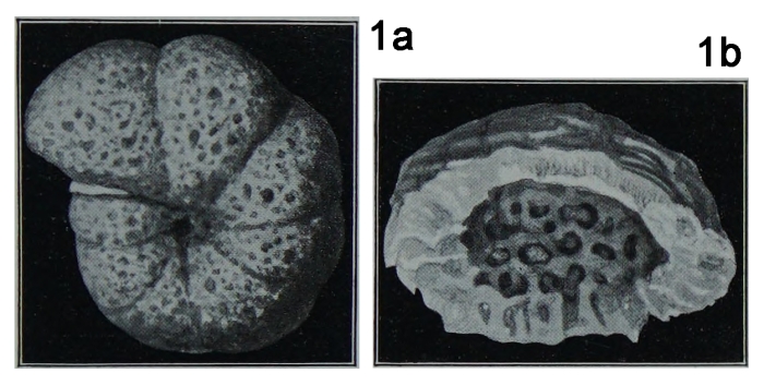 Alveolophragmium orbiculatum Shchedrina, 1936 Alveolophragmium orbiculatum Shchedrina, 1936