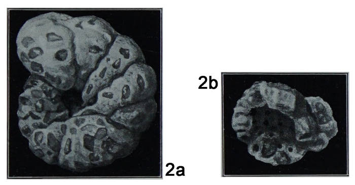 Alveolophragmium orbiculatum var. ochotonensis Shchedrina, 1936 Alveolophragmium orbiculatum var. ochotonensis Shchedrina, 1936