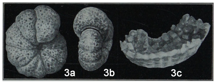 Alveolophragmium orbiculatum var. caraensis Shchedrina, 1936 Alveolophragmium orbiculatum var. caraensis Shchedrina, 1936
