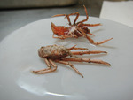 Munidopsis curvirostra - pair in lateral view