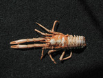 Munidopsis - dorsal view