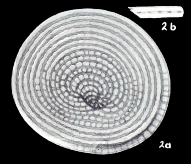 Cyclorbiculina compressa subsp. imparilis McCulloch, 1981 Cyclorbiculina compressa subsp. imparilis McCulloch, 1981