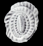 Anchihauerina galeroensis McCulloch, 1981