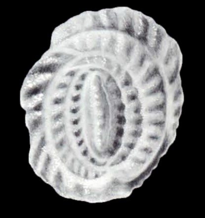 Anchihauerina galeroensis McCulloch, 1981 Anchihauerina galeroensis McCulloch, 1981