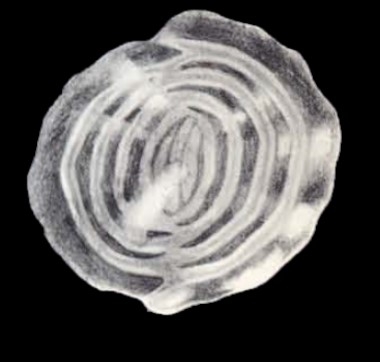 Anchihauerina arubiana McCulloch, 1981 Anchihauerina arubiana McCulloch, 1981