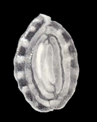Anchihauerina arta McCulloch, 1981 Anchihauerina arta McCulloch, 1981