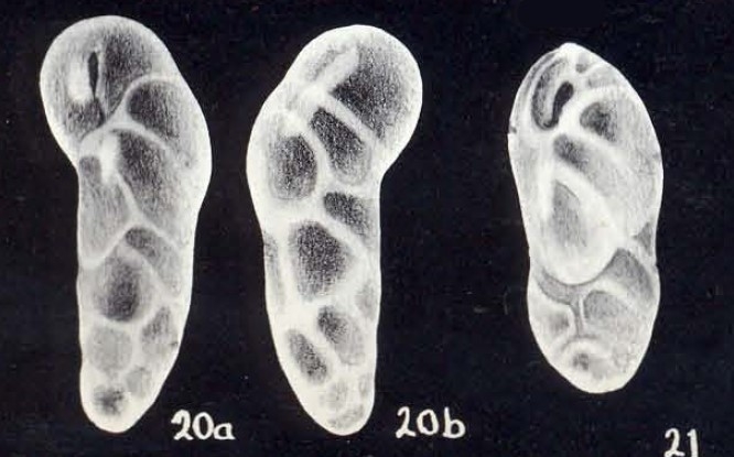 Buliminella parallela subsp. curvata McCulloch, 1981 Buliminella parallela subsp. curvata McCulloch, 1981