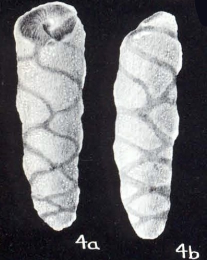 Buliminoides (?) distincta McCulloch, 1981 Buliminoides (?) distincta McCulloch, 1981