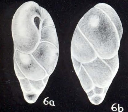 Buliminella (?) diversa McCulloch, 1981 Buliminella (?) diversa McCulloch, 1981