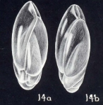 Neobuliminoides breviformis McCulloch, 1981