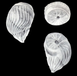 Buliminella arubaensis McCulloch, 1981