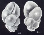 Bulimina cubaguaensis McCulloch, 1981