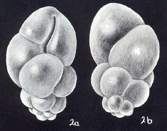 Bulimina cubaguaensis McCulloch, 1981