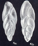 Neobuliminoides cubaguiana McCulloch, 1981