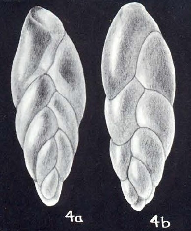 Neobuliminoides cubaguiana McCulloch, 1981