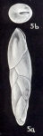 Neobuliminoides subelliptica McCulloch, 1981