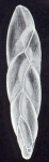 Neobuliminoides reagani McCulloch, 1981