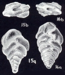 Bolivina (?) rotalis McCulloch, 1981