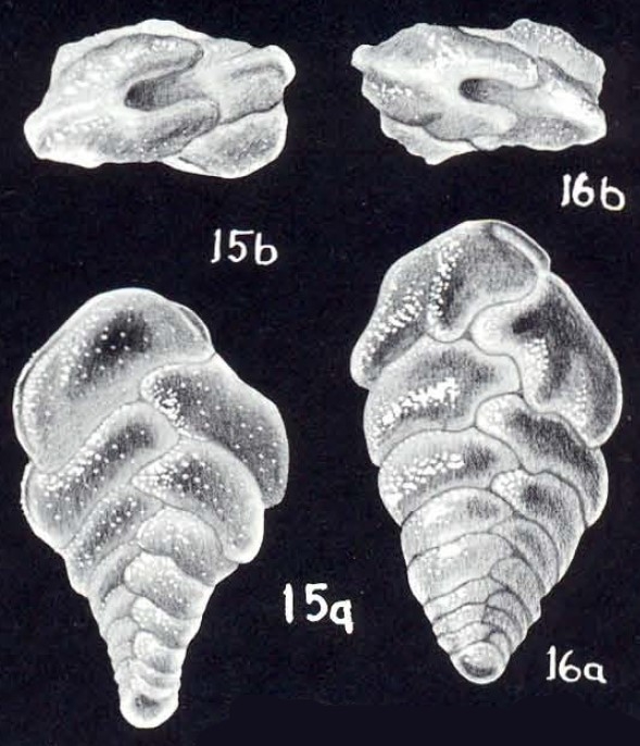 Bolivina (?) rotalis McCulloch, 1981