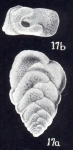 Bolivinita diversa McCulloch, 1981, author: Consorti, Lorenzo