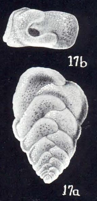 Bolivinita diversa McCulloch, 1981