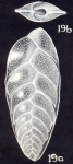 Bolivina tortugiana McCulloch, 1981