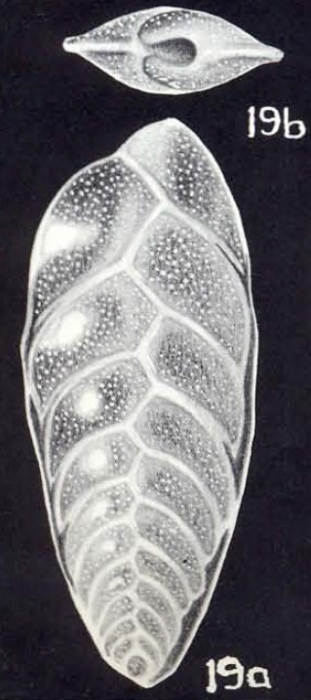 Bolivina tortugiana McCulloch, 1981