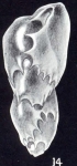 Virgulinella curta McCulloch, 1981