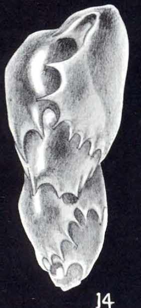 Virgulinella curta McCulloch, 1981