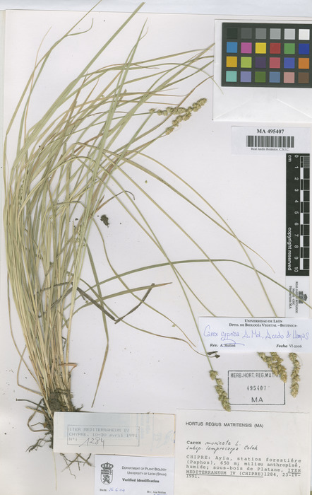 MA Herbarium (Carex cyprica MA495407 holotype) MA Herbarium (Carex cyprica MA495407 holotype)